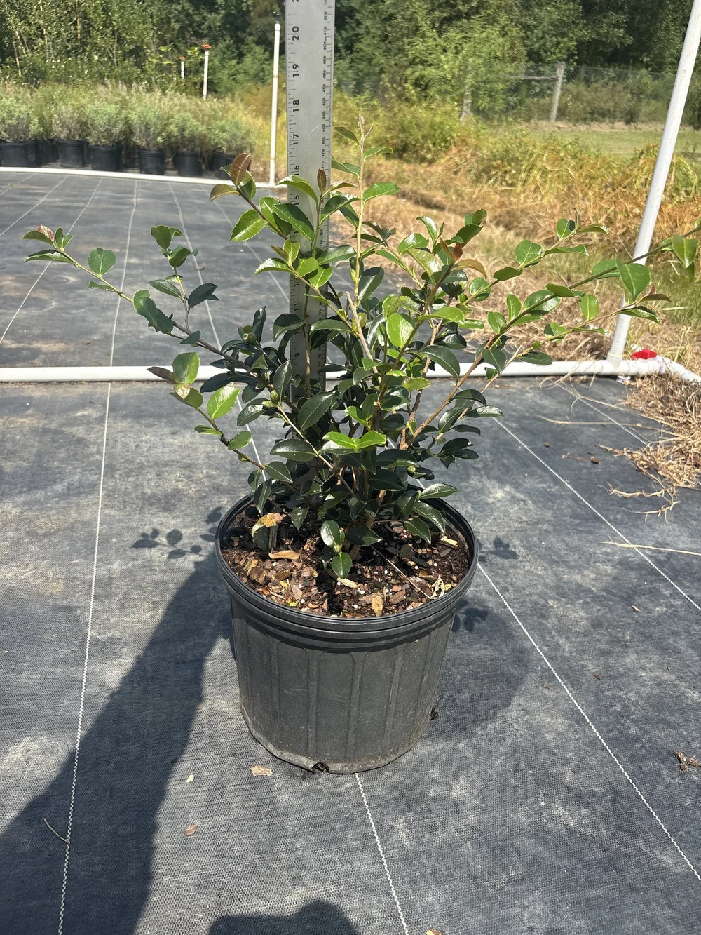 Camellia Sasanqua 'Shi Shi' — Bayou State Plant Co.